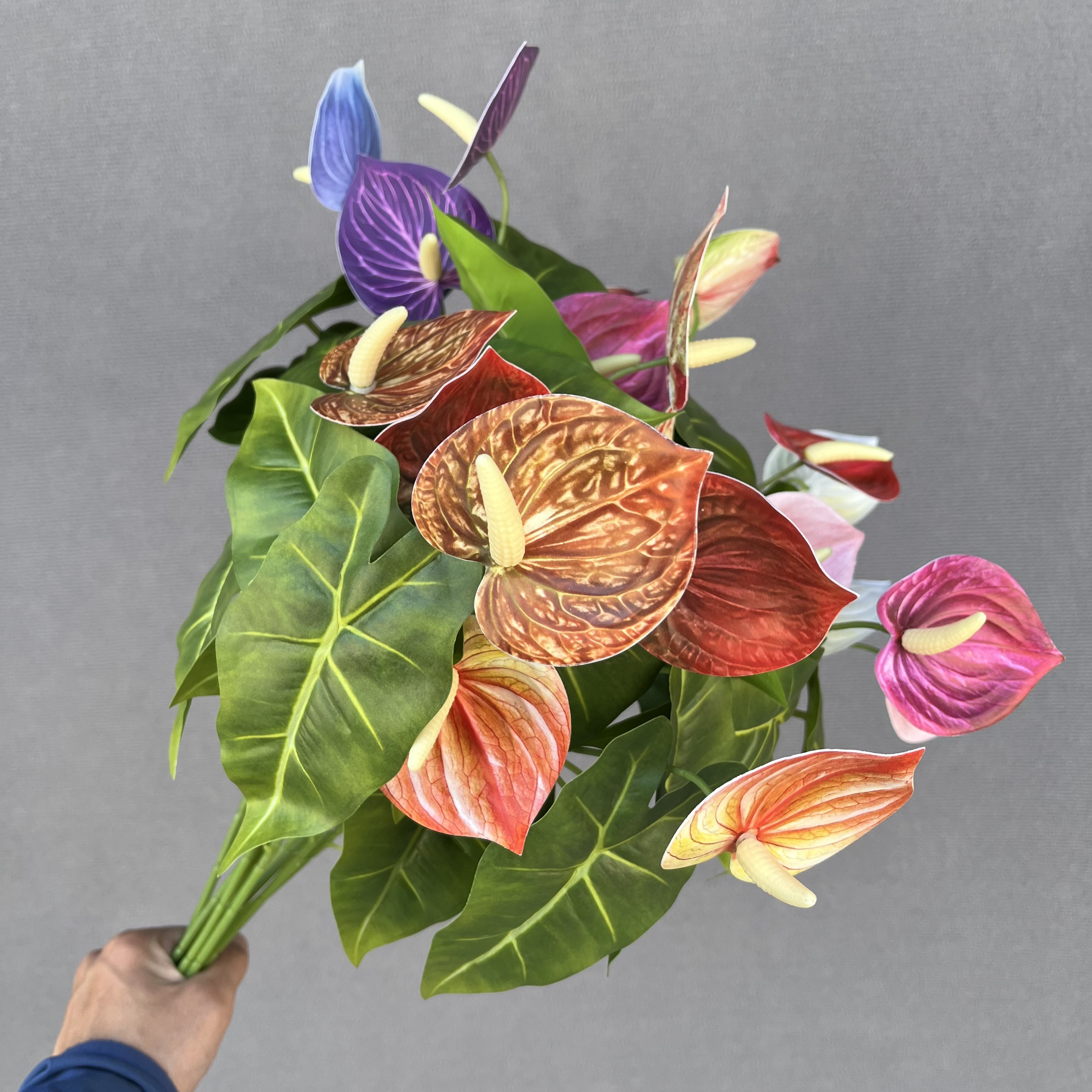 Anthurium double-headed
